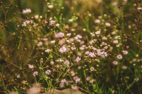Wildflower Meadow 4K Wallpaper · nature · 3840×2560