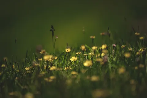 野花草甸 4K桌布 · nature · 3840×2560