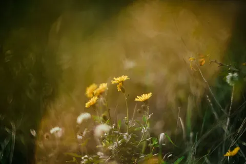 خلفية طبيعة بدقة 4K · nature · 3840×2560