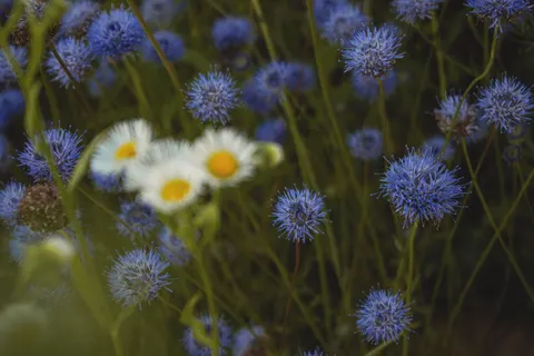 Wildflower Meadow 4K Wallpaper · nature · 3840×2560
