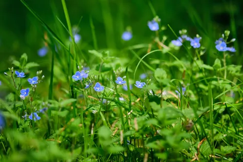 Wildflower Meadow 4K Wallpaper · nature · 3840×2560