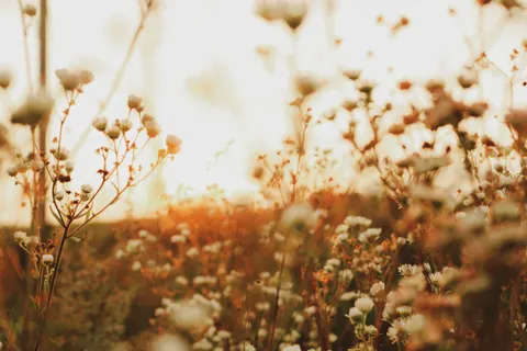 Wildflower Meadow 4K Wallpaper · nature · 3840×2560
