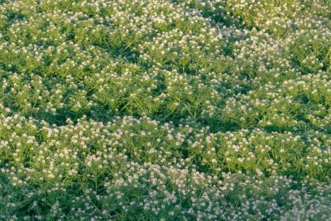 野花草甸 4K桌布 · nature · 3840×2560