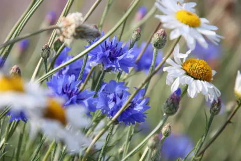 Fond d'écran Prairie de fleurs sauvages 4K · nature · 3840×2560