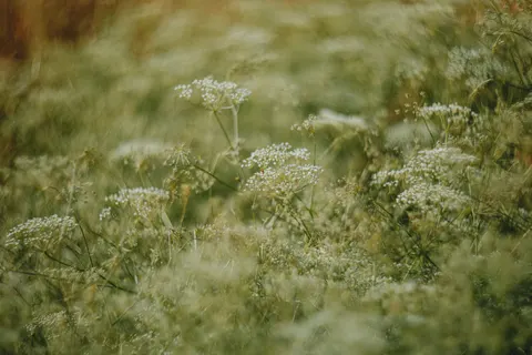 Wildflower Meadow 4K Wallpaper · nature · 3840×2560