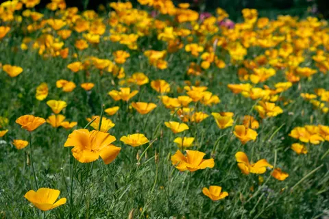 Wildflower Meadow 4K Wallpaper · nature · 3840×2560