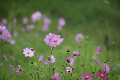 야생화 초원 4K 배경화면 · nature · 3840×2560