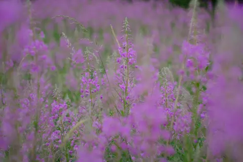 野花草甸 4K壁纸 · nature · 3840×2560