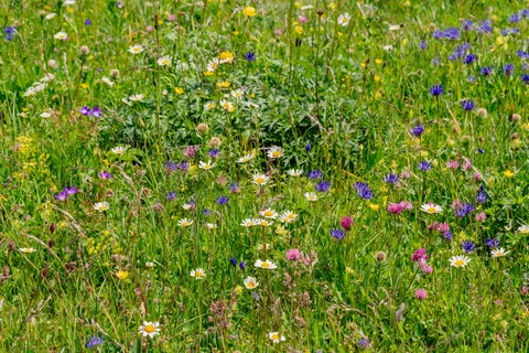 Wildflower Meadow 4K Wallpaper · nature · 3840×2561