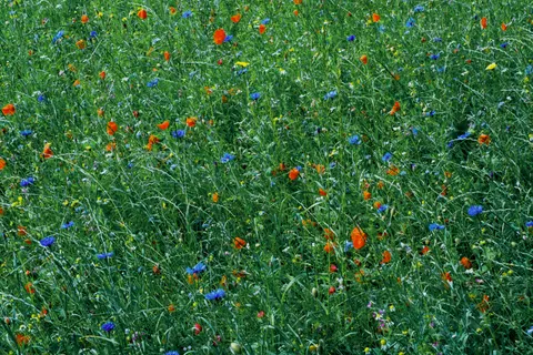 Wildflower Meadow 4K Wallpaper · nature · 3840×2560