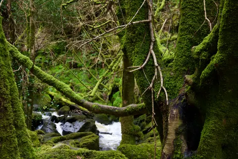 Forest Stream 4K Wallpaper · nature · 3840×2560