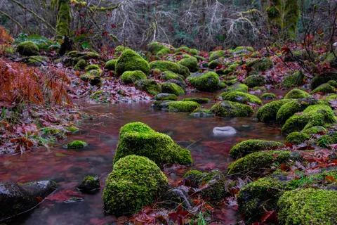 숲속 개울 4K 배경화면 · nature · 3840×2563