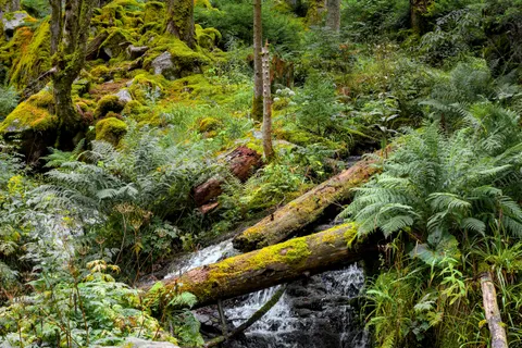 Forest Stream 4K Wallpaper · nature · 3840×2558