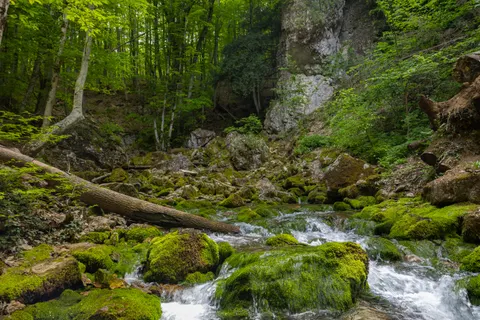 Forest Stream 4K Wallpaper · nature · 3840×2560