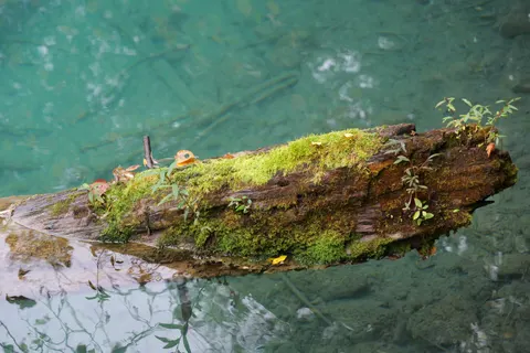 Forest Stream 4K Wallpaper · nature · 3840×2560
