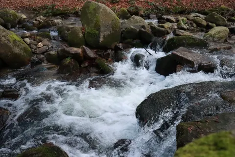 Forest Stream 4K Wallpaper · nature · 3840×2560