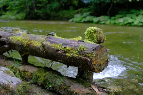 Forest Stream 4K Wallpaper · nature · 3840×2560