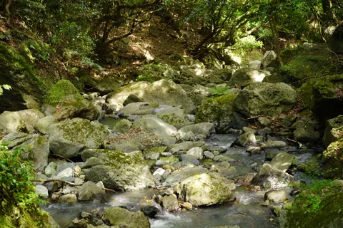 森林溪流 4K桌布 · nature · 3840×2560
