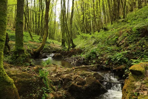 Forest Stream 4K Wallpaper · nature · 3840×2560