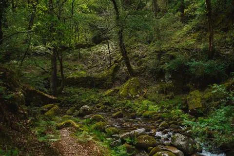 Forest Stream 4K Wallpaper · nature · 3840×2560