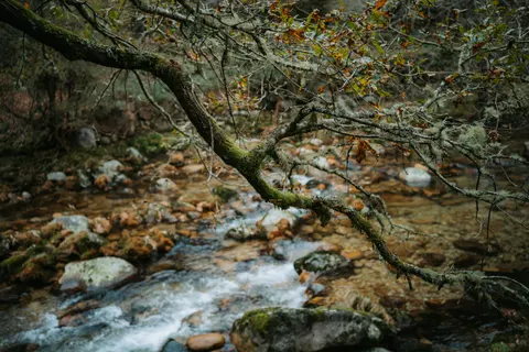 Forest Stream 4K Wallpaper · nature · 3840×2560