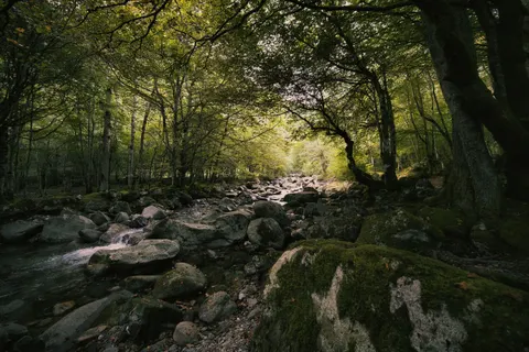 Forest Stream 4K Wallpaper · nature · 3840×2560
