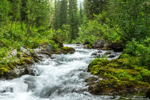 Forest Stream 4K Wallpaper · nature · 3840×2560