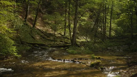 Forest Stream 4K Wallpaper · nature · 3840×2158