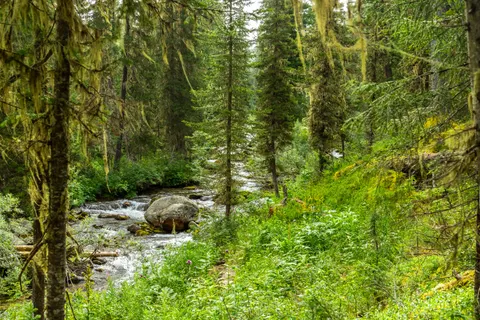 Forest Stream 4K Wallpaper · nature · 3840×2560