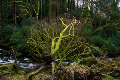 Forest Stream 4K Wallpaper · nature · 3840×2560