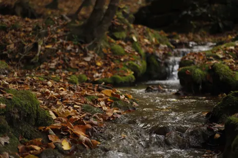 Forest Stream 4K Wallpaper · nature · 3840×2560