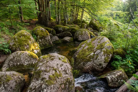 森林溪流 4K桌布 · nature · 3840×2560