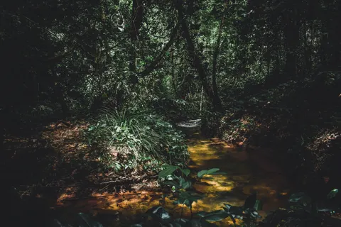 Forest Stream 4K Wallpaper · nature · 3840×2560