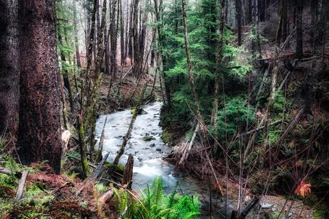 Forest Stream 4K Wallpaper · nature · 3840×2560