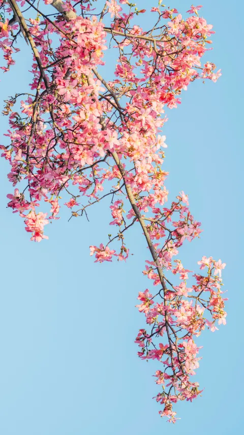 Estetik Kalem Wallpaper HP · aesthetic · 1440×2561