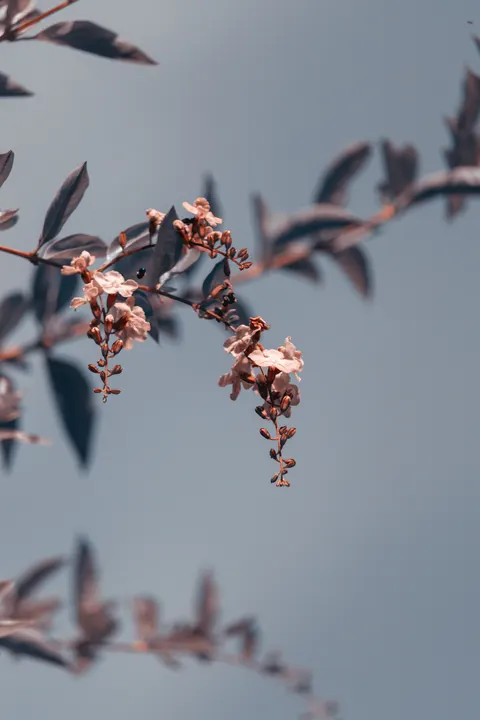 أجواء جمالية خلفية للجوال · aesthetic · 1440×2160