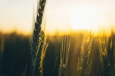 Wheat Field 4K Wallpaper · nature · 3840×2560