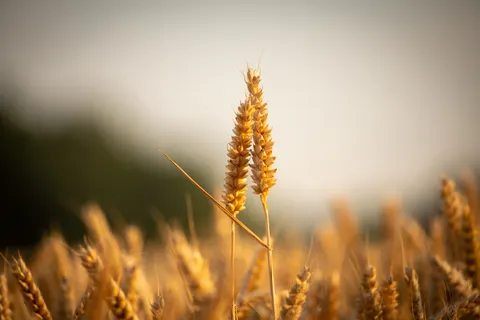 Wheat Field 4K Wallpaper · nature · 3840×2560