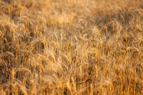 Fondo de pantalla Campo de trigo 4K · nature · 3840×2560