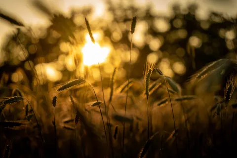 Wheat Field 4K Wallpaper · nature · 3840×2560