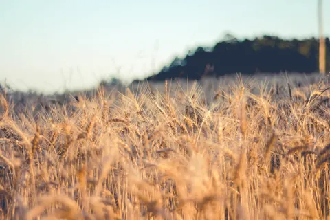 Wheat Field 4K Wallpaper · nature · 3840×2560