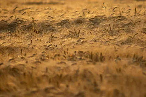 Wheat Field 4K Wallpaper · nature · 3840×2560