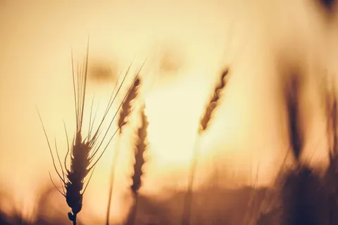 麦田 4K壁纸 · nature · 3840×2560