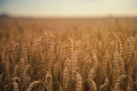 Wheat Field 4K Wallpaper · nature · 3840×2560