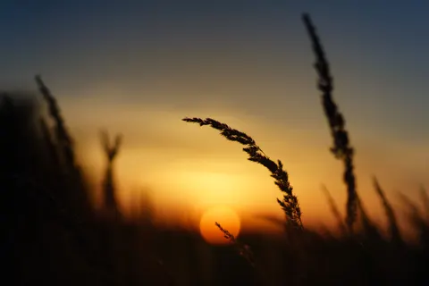 Wheat Field 4K Wallpaper · nature · 3840×2560
