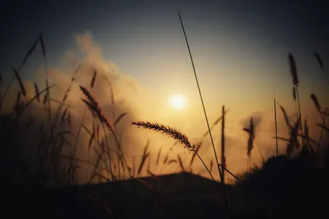 Wheat Field 4K Wallpaper · nature · 3840×2560