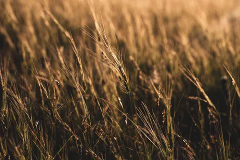 Wheat Field 4K Wallpaper · nature · 3840×2560