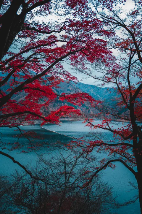 Aesthetic Mood Phone Wallpaper · aesthetic · 1440×2164