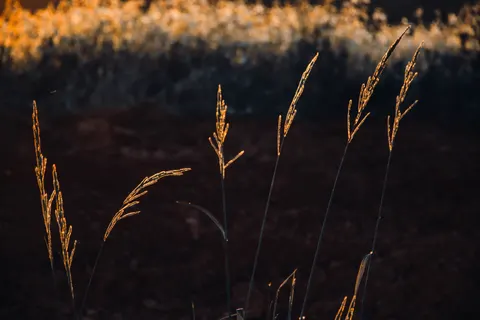 麦田 4K壁纸 · nature · 3840×2560
