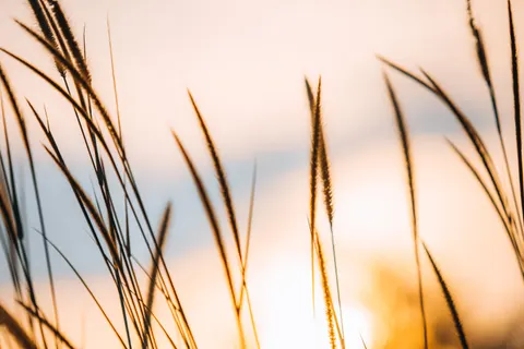 Wheat Field 4K Wallpaper · nature · 3840×2560